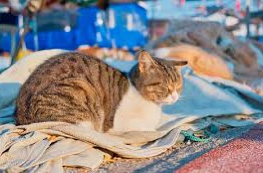 ¿Nuestras mascotas nos salvarán? El vínculo genético entre los gatos y el cáncer de mama humano