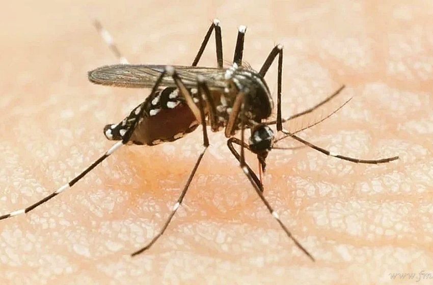  Alerta por repunte de Chikungunya en Bolivia