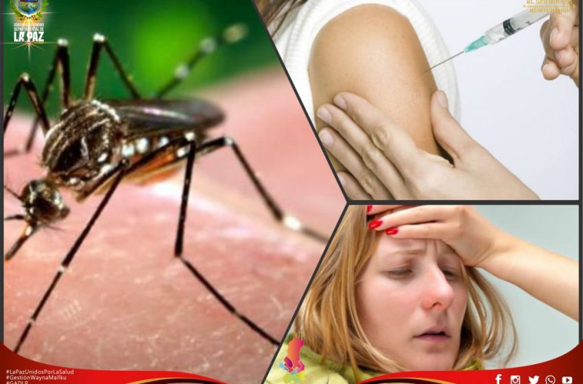  ¡AMENAZA SILENCIOSA! LA FIEBRE AMARILLA ACECHA Y LA PREVENCIÓN ES TU ÚNICO ESCUDO